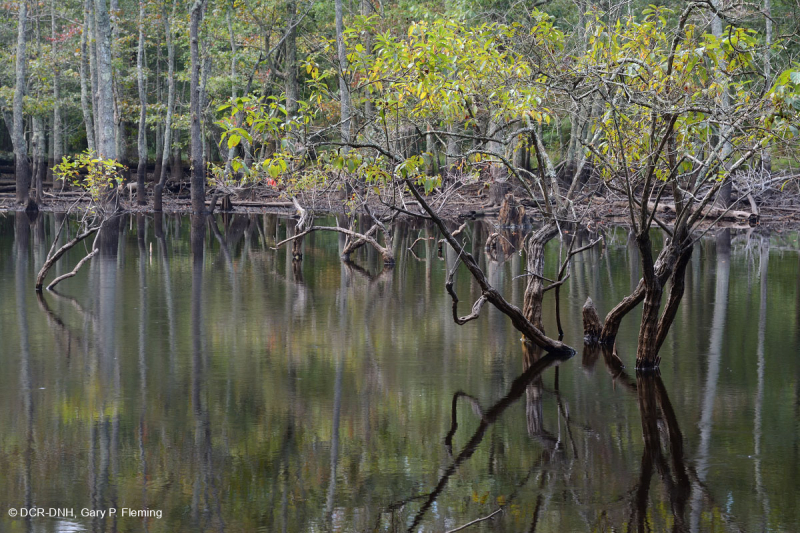 Ao Buttonbush theo mùa ở đồng bằng ven biển – CEGL006242