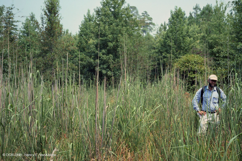 Ao theo mùa đồng bằng ven biển (Loại cỏ lông chim hẹp) – CEGL007745