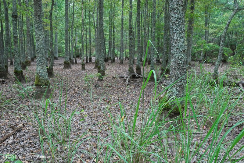 Ao theo mùa đồng bằng ven biển (Đầm lầy Tupelo - Loại sồi Overcup) – CEGL006223