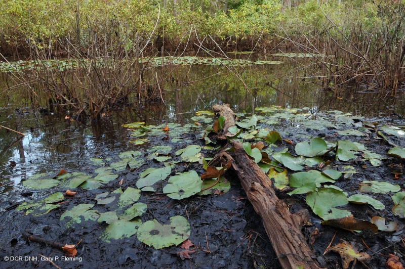 Ao Buttonbush theo mùa ở đồng bằng ven biển – CEGL006242