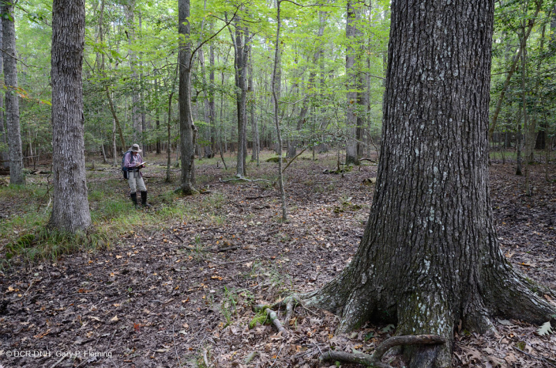 Rừng gỗ cứng ẩm không ven sông (Loại đồng bằng ven biển phía Bắc) – CEGL004644