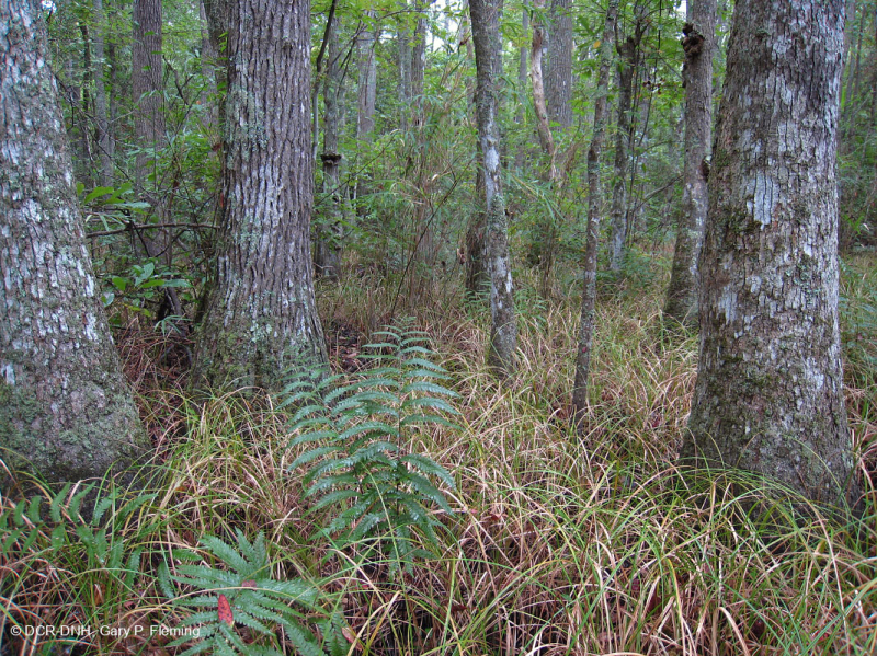 Rừng đầm lầy không ven sông (Loại Tupelo - Bald Cypress) – CEGL004429