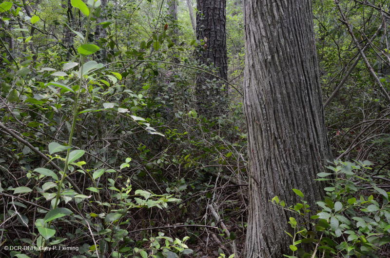 Rừng đầm lầy không ven sông (Loại hỗn hợp thường xanh) – CEGL007558