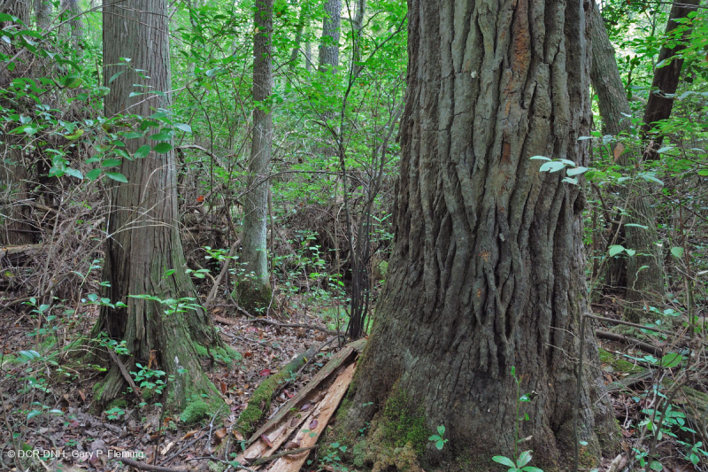 Rừng đầm lầy không ven sông (Loại hỗn hợp thường xanh) – CEGL007558