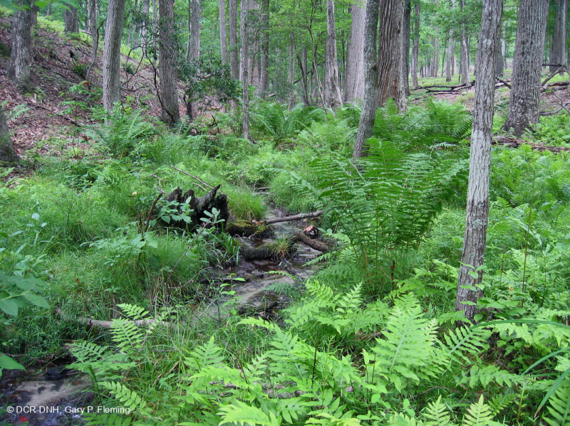 Đồng bằng ven biển / Đầm lầy thấm axit ngoài Piedmont – CEGL006238