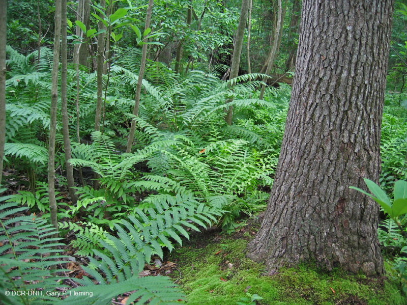 Đồng bằng ven biển / Đầm lầy thấm axit ngoài Piedmont – CEGL006238