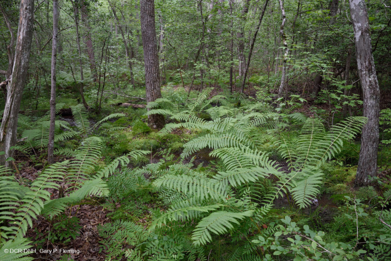 Đồng bằng ven biển / Đầm lầy thấm axit ngoài Piedmont – CEGL006238