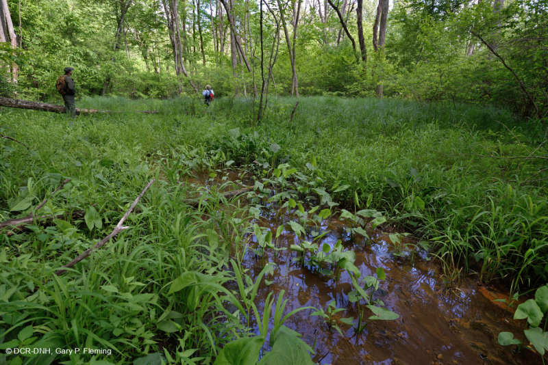 Đầm lầy thấm cơ bản Piedmont / Đồng bằng ven biển phía Bắc – CEGL006406