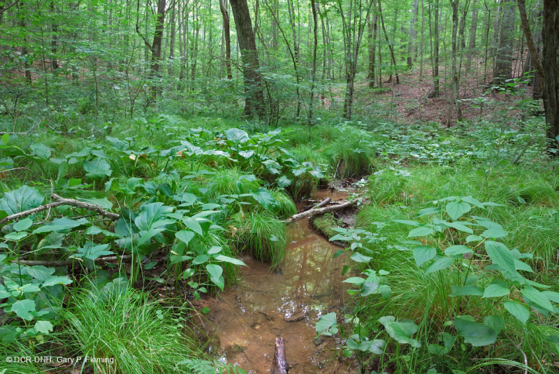 Đầm lầy thấm cơ bản Piedmont / Đồng bằng ven biển phía Bắc – CEGL006406