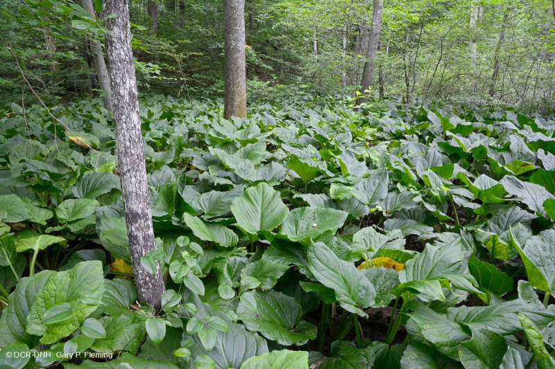 Đầm lầy thấm cơ bản Piedmont / Đồng bằng ven biển phía Bắc – CEGL006406