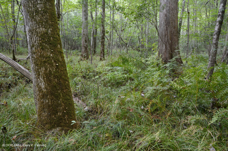 Đầm lầy thấm canxi đồng bằng ven biển – CEGL006413