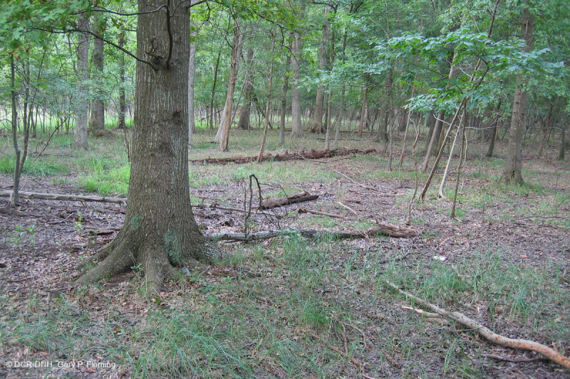 Đầm lầy Piedmont Upland Depression (Loại Pin Oak - Sồi trắng đầm lầy) – CEGL004643