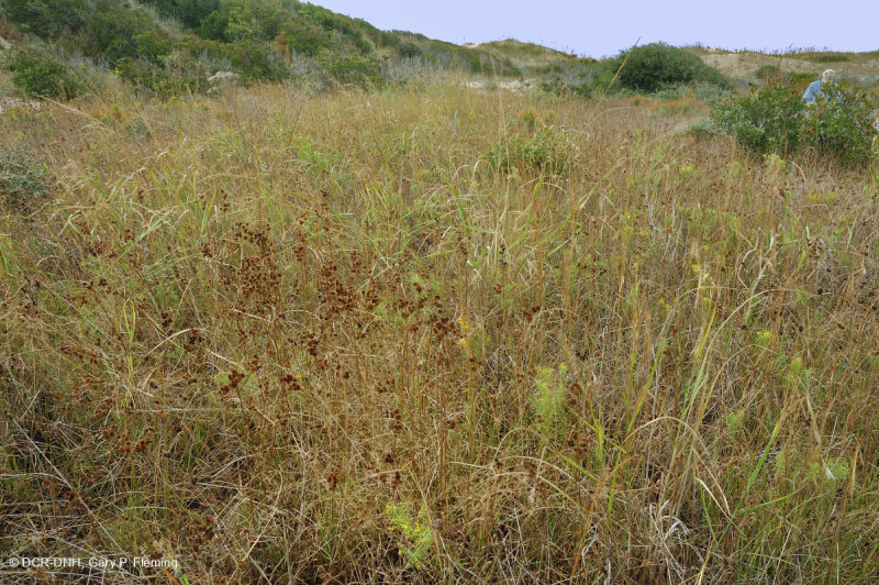 Đầm lầy Interdune (Loại hỗn hợp Rush) – CEGL004111