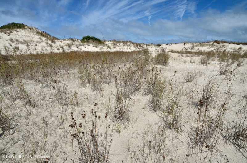 Đầm lầy Interdune (Loại hỗn hợp Rush) – CEGL004111