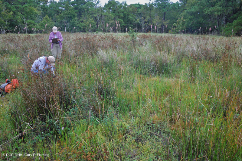 Đầm lầy Interdune (Loại đồng cỏ hỗn hợp phía Nam) – CEGL006840