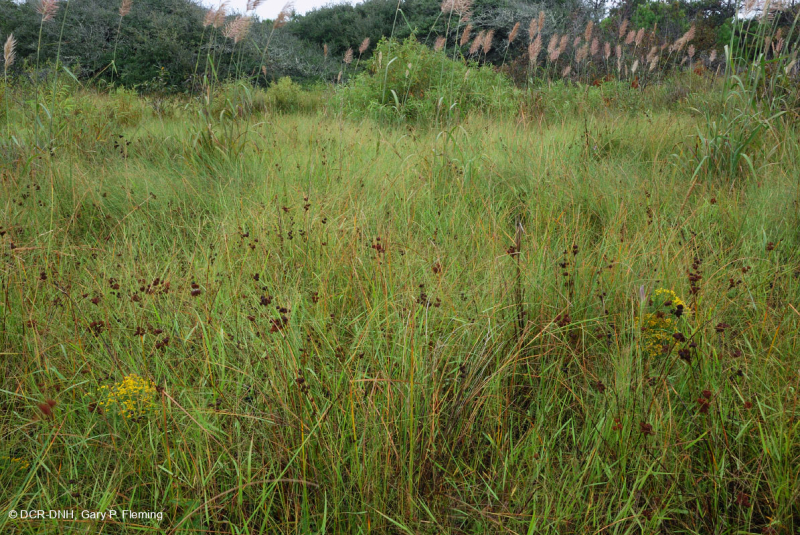 Đầm lầy Interdune (Loại đồng cỏ hỗn hợp phía Nam) – CEGL006840