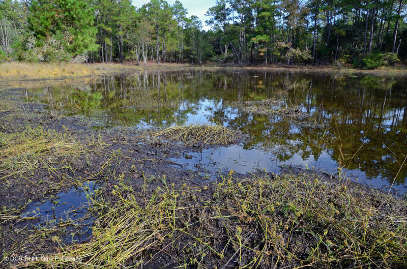 Đầm lầy/ao Interdune (chưa phân loại)