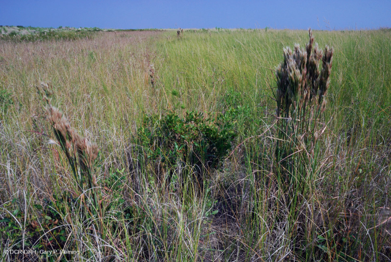 Đầm lầy Interdune (Loại đồng cỏ hỗn hợp phía Bắc) – CEGL004117