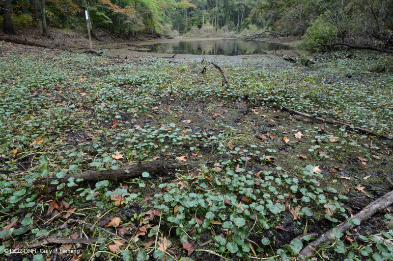 Đầm lầy/ao Interdune (chưa phân loại)