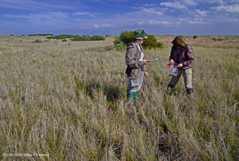 Rãnh Interdune (Loại nước lợ của cỏ Saltmeadow Cordgrass) – CEGL006342