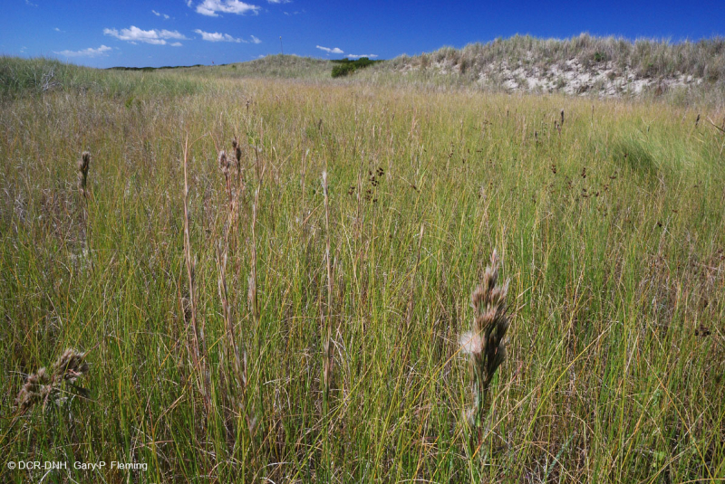 Đầm lầy Interdune (Loại đồng cỏ hỗn hợp phía Bắc) – CEGL004117