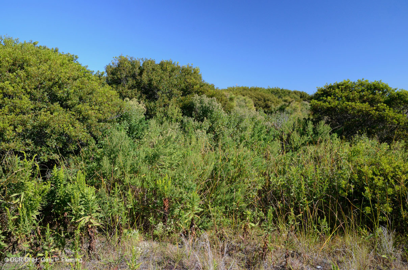 Cây bụi Wax Myrtle Interdune – CEGL003839