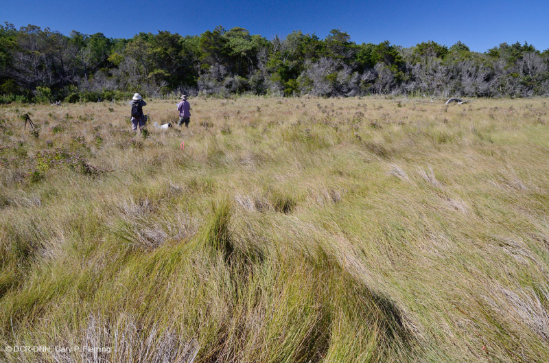 Rãnh Interdune (Loại nước lợ của cỏ Saltmeadow Cordgrass) – CEGL006342