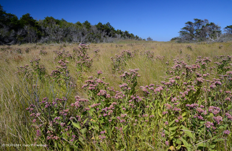 Rãnh Interdune (Loại nước lợ của cỏ Saltmeadow Cordgrass) – CEGL006342