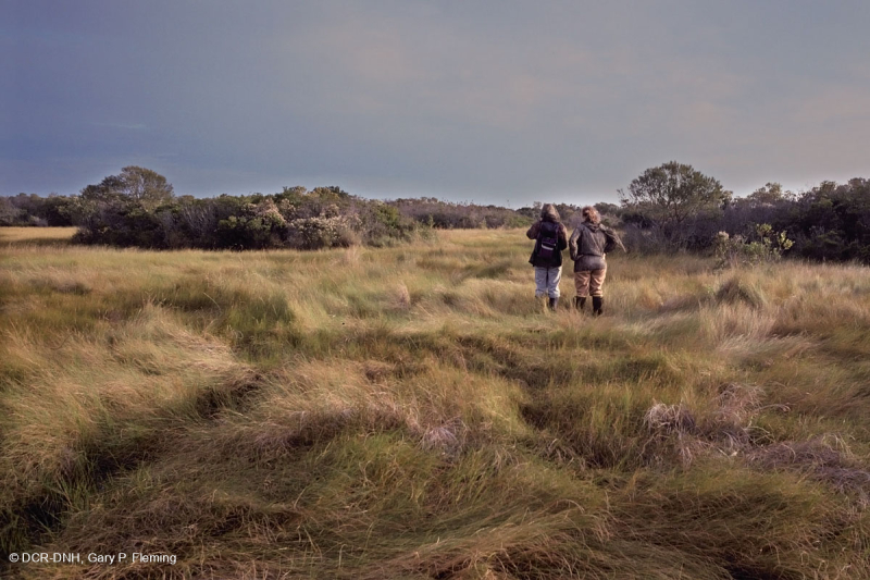 Rãnh Interdune (Loại nước lợ của cỏ Saltmeadow Cordgrass) – CEGL006342