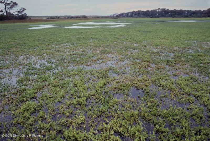 Ao Interdune (Nước ven biển-Hyssop - Loại cỏ gai trắng Oligohaline) – CEGL006350
