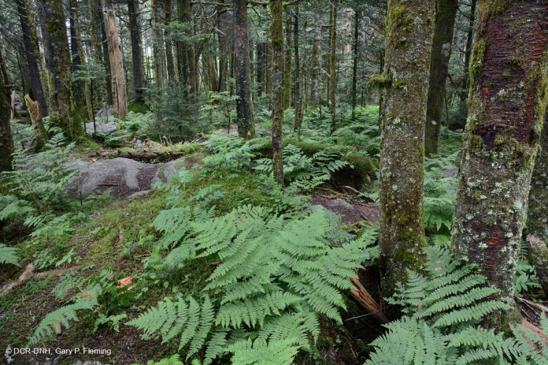 Rừng thông Fraser - CEGL006049