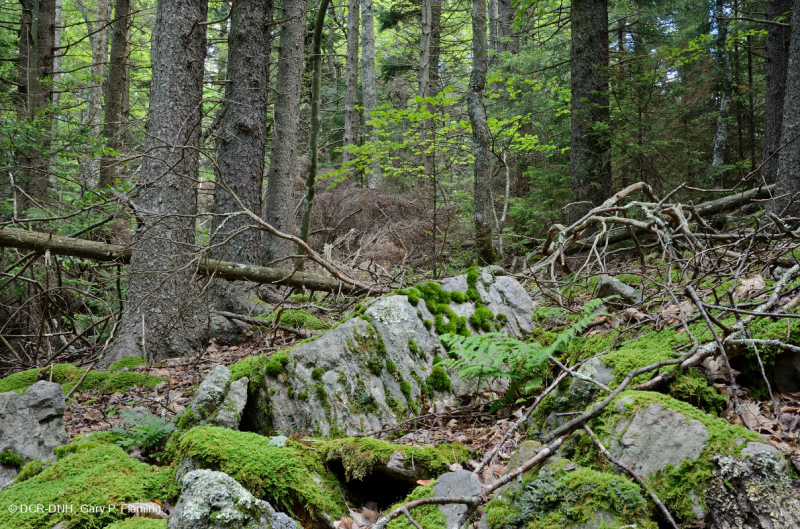 Rừng vân sam đỏ Appalachian Trung tâm – CEGL008501