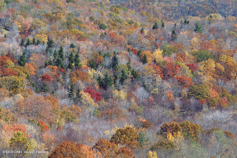 Rừng gỗ cứng phía Bắc Appalachian phía Nam – CEGL007285