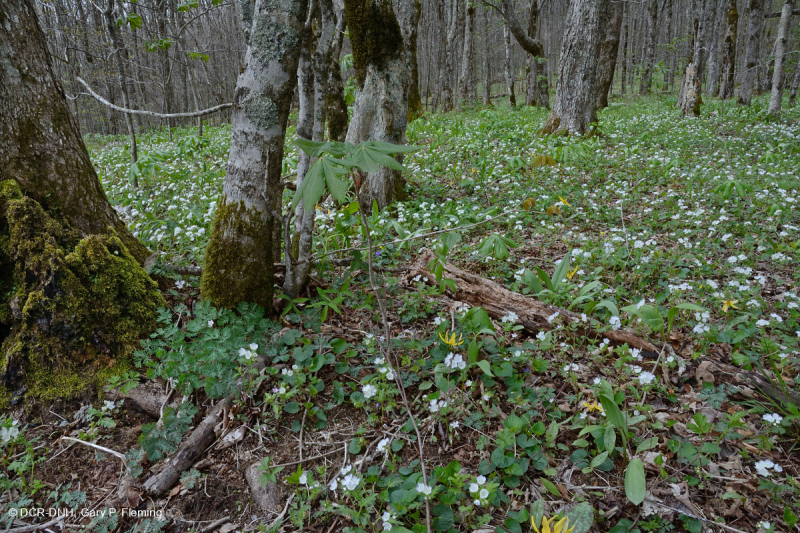 Rừng gỗ cứng phía Bắc Appalachian phía Nam – CEGL007285