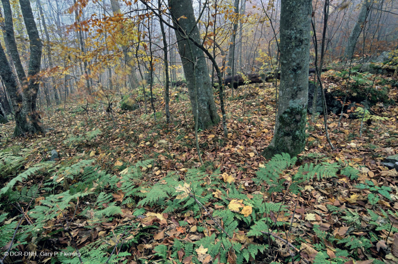 Rừng gỗ cứng phía Bắc Appalachian phía Nam – CEGL007285