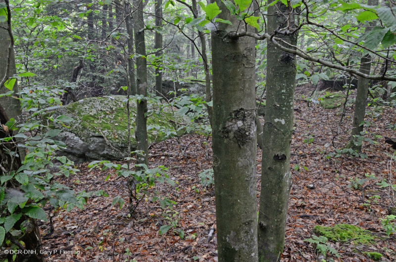 Sồi khô ẩm Đông Bắc - Rừng cây độc cần – CEGL006088