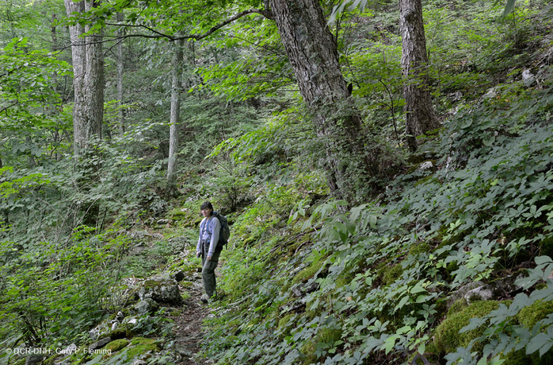 Rừng gỗ cứng phía Bắc Appalachian Trung tâm (Loại Bạch dương vàng - Sồi đỏ phía Bắc) – CEGL008502