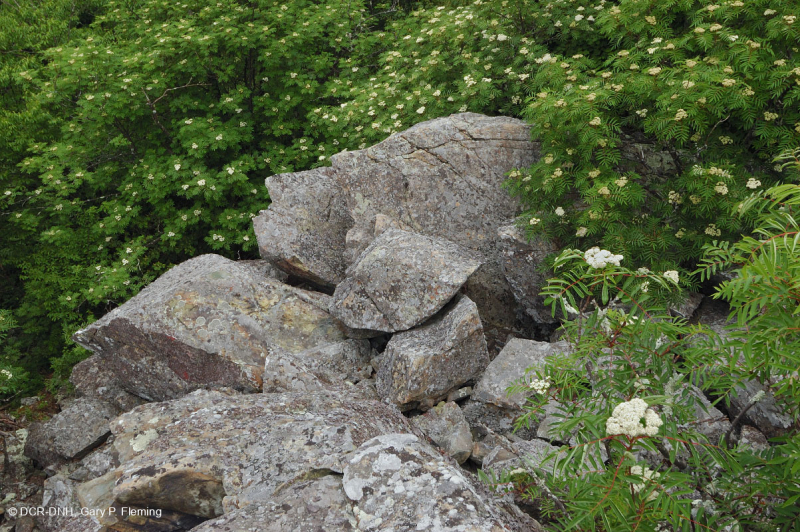 Rừng Boulderfield cao nguyên Trung Appalachian / Rừng cây – CEGL008504