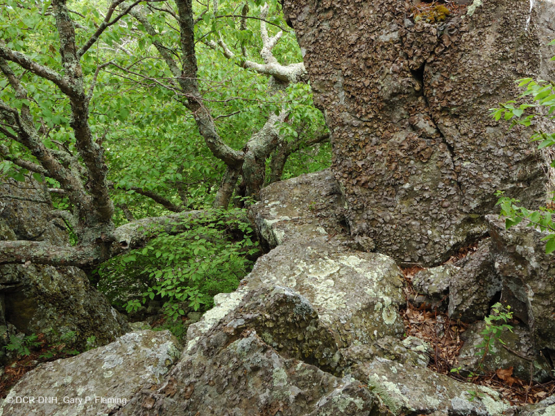 Rừng Boulderfield cao nguyên Trung Appalachian / Rừng cây – CEGL008504