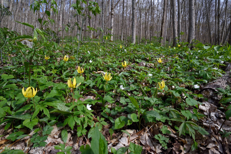 Rừng Rich Cove ở độ cao lớn phía Nam Appalachian – CEGL004973