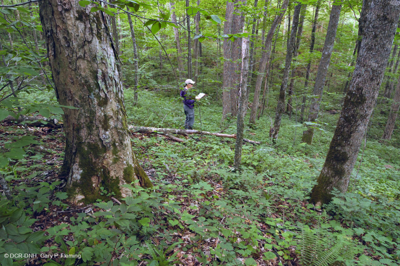 Rừng Rich Cove ở độ cao lớn phía Nam Appalachian – CEGL004973