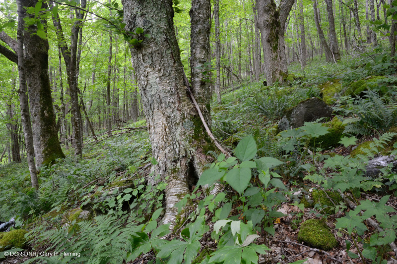 Rừng Rich Cove ở độ cao lớn của Nam Appalachian - CEGL004973