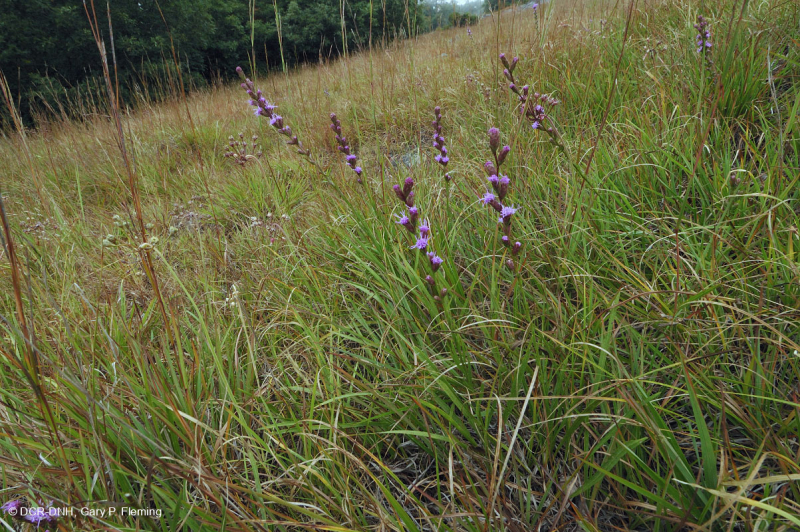 Mafic cằn cỗi ở độ cao phía Nam Blue Ridge - CEGL004283