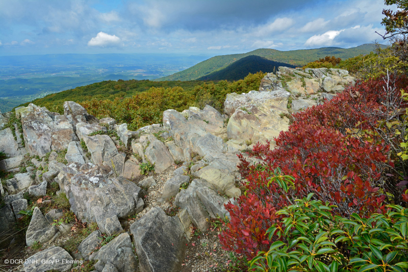 Đất cằn cỗi Greenstone ở độ cao lớn – CEGL008536