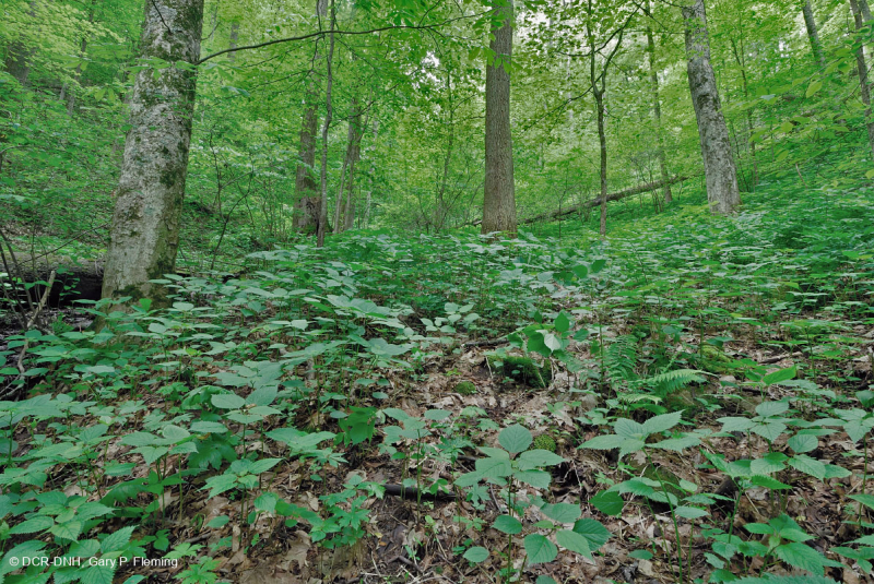 Rừng Southern Appalachian Rich Cove (Cây thích đường - Loại Buckeye) - CEGL007695