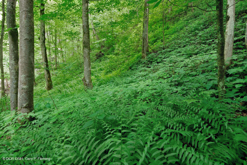 Rừng Cove giàu đá vôi Appalachian phía Nam – CEGL006472