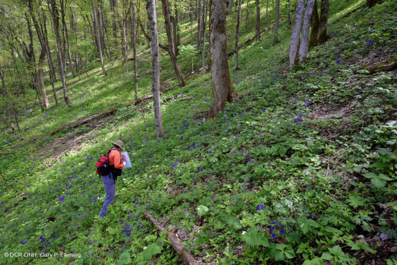 Rừng Southern Appalachian Rich Cove (Cây thích đường - Loại Buckeye) – CEGL007695