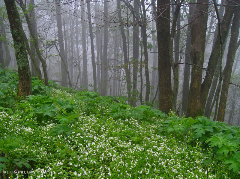 Rừng Southern Appalachian Rich Cove (Cây thích đường - Loại Buckeye) – CEGL007695