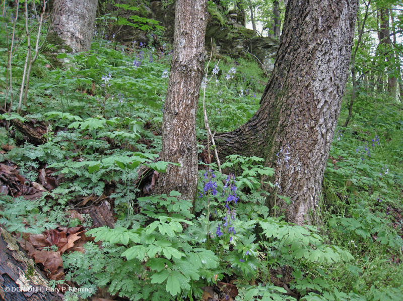 Rừng Cove giàu đá vôi Appalachian phía Nam – CEGL006472