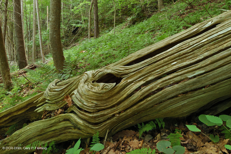 Rừng Cove giàu đá vôi Appalachian phía Nam – CEGL006472